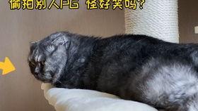 娱乐圈吃瓜猫