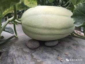 网上吃瓜视频怎么找,揭秘网络吃瓜视频背后的制作奥秘