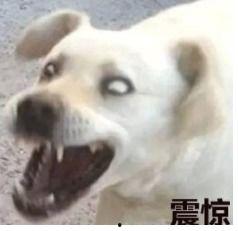 傻狗的日常娱乐吃瓜君