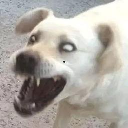 傻狗的日常娱乐吃瓜君