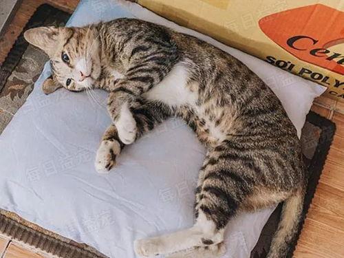 娱乐吃瓜酱29岁猫咪,揭秘宠物界的长寿传奇